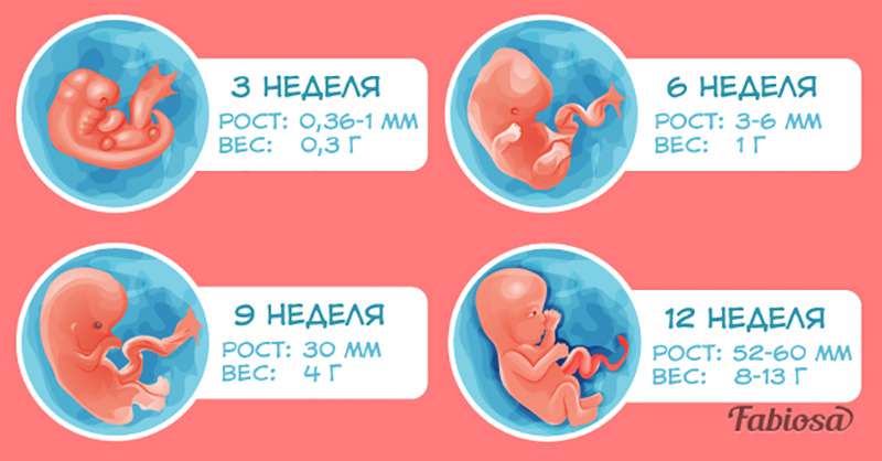 Развитие эмбриона и плода с первых минут оплодотворения и беременности — неделя 1