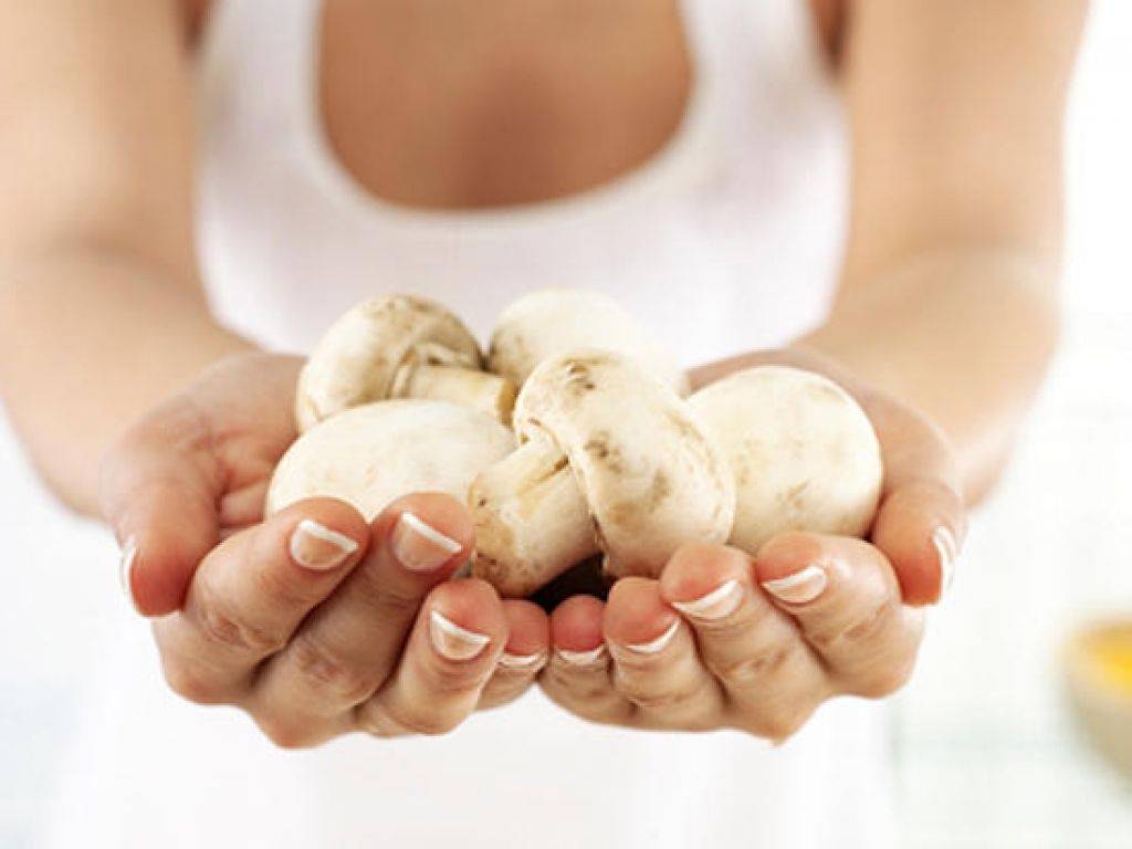 Какие грибы можно есть при гв: 12 рецептов блюд для кормящих мам
