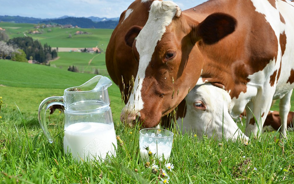 Что такое молоко. Сельское хозяйство молочная продукция. Лошадь молоко парное. Творог с коровой. Парное молоко.