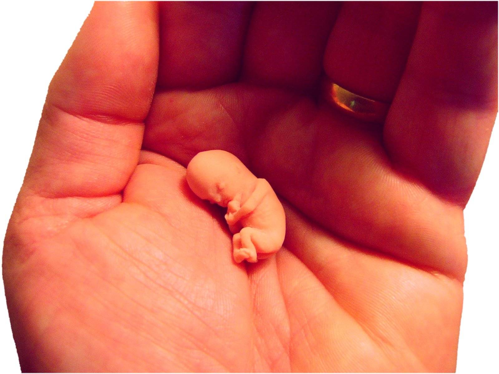 8 неделя беременности: что происходит с ребенком, развитие, размер живота и плода, ощущения и выделения у мамы, фото узи / mama66.ru
