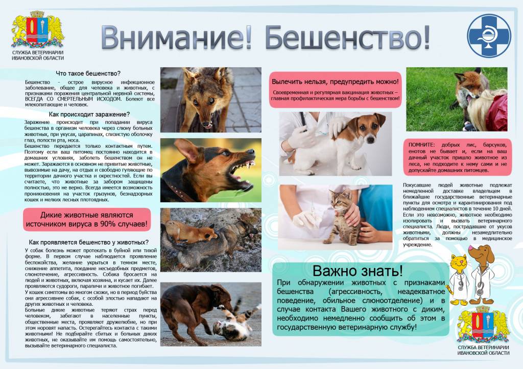 Поцарапала ребенка собака что делать - wikijursovetnik.ru