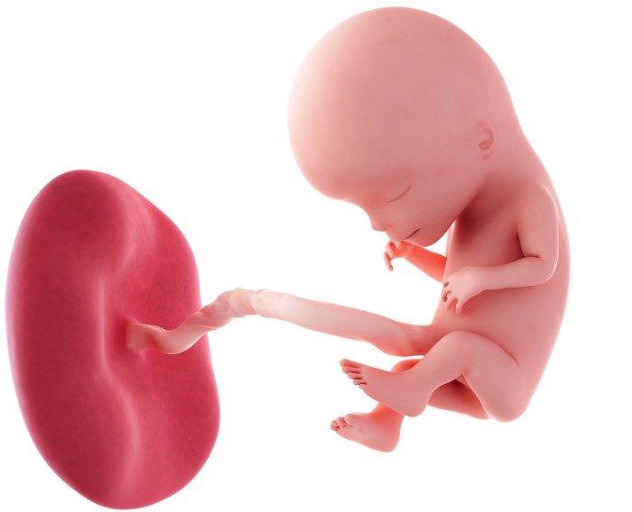 12 неделя беременности: развитие плода и ощущения мамы