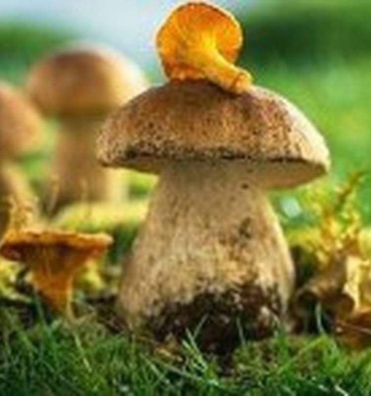 Можно ли беременным грибы вешенки, лисички или шампиньоны: почему нельзя кушать маринованные лисички или грибной белый суп, стоит ли лакомиться жареными грибами