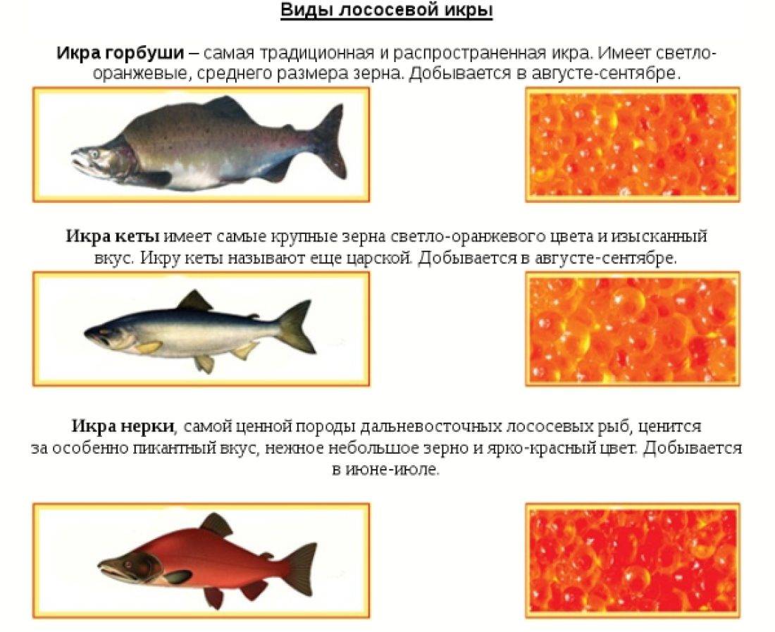Какая должна быть рыба. Рыбы лососевых пород. Классификация лососевых рыб. Семейство лососевых рыб в разрезе. Виды икры лососевых рыб.