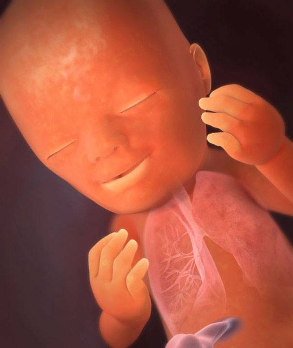 19 неделя беременности: что происходит с малышом, размер плода и живота, ощущения при шевелении ребенка, фото узи / mama66.ru