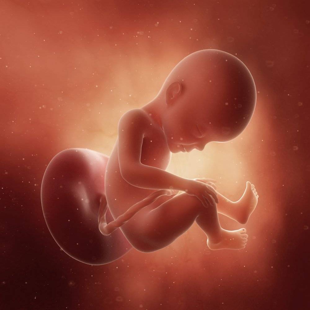 ????ответ эксперта: 27 неделя беременности: развитие плода ???? если ребенок родится на сроке 27 недель, можно ли его спасти?