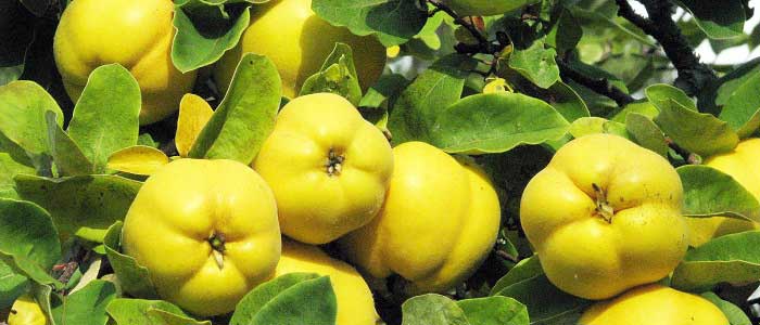 Айва: свойства фрукта и применение