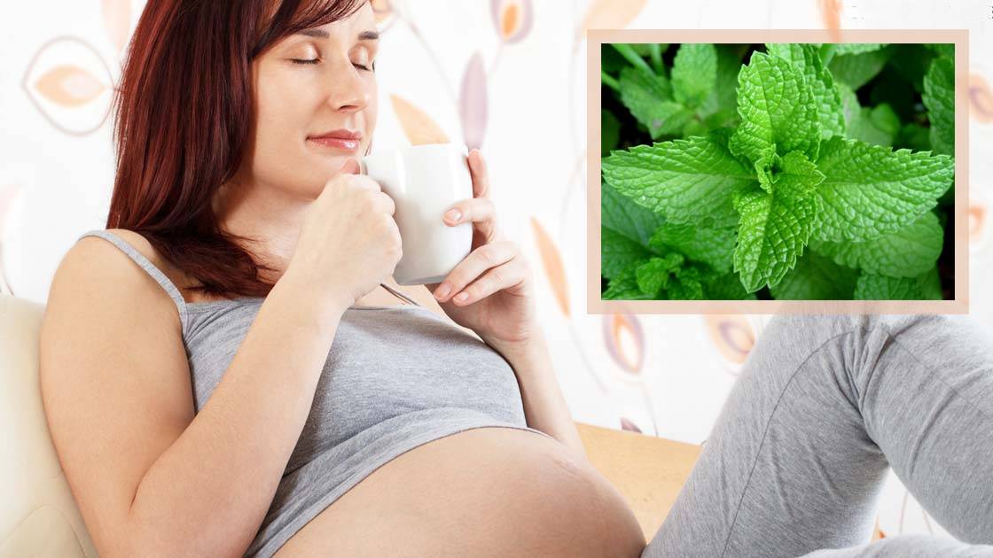 Мята при беременности — применение и противопоказания. vожно ли пить чай с мятой во время беременности — беременность. беременность по неделям.