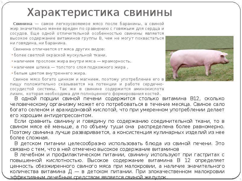 Мясо свинину можно есть. Характеристика мяса свинины. Свиной жир характеристика. Характеристика мяса баранины. Характеристика баранины.