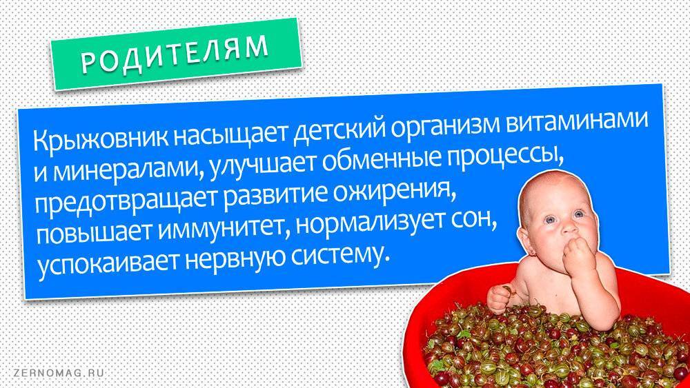 Крыжовник для детей: за и против. с какого возраста можно давать - onwomen.ru