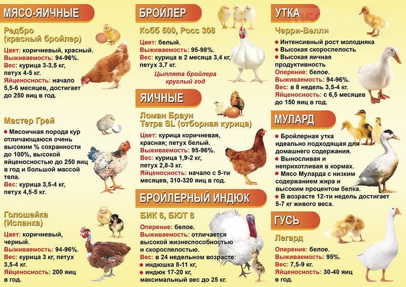 Какое мясо выбрать в качестве первого прикорма - курицу или идейку ❗️☘️ ( ͡ʘ ͜ʖ ͡ʘ)