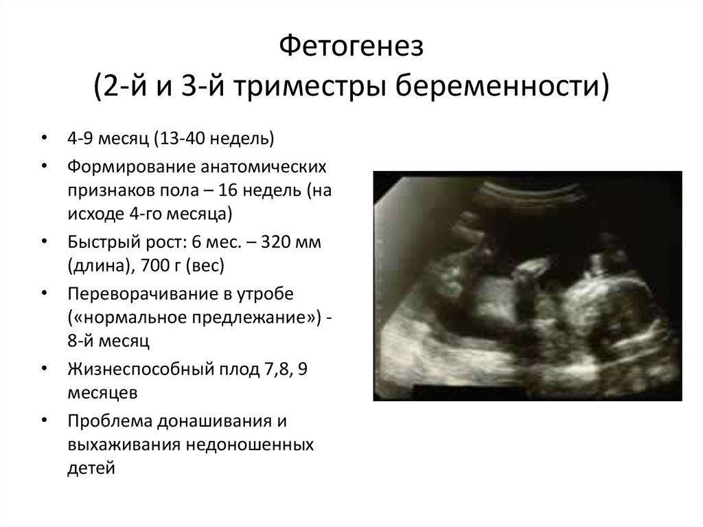 3 неделя беременности – что происходит, ощущения, признаки и симптомы беременности на третьей неделе - agulife.ru