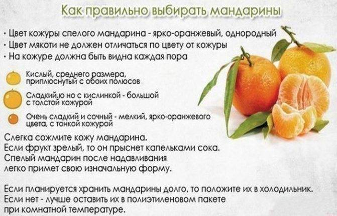 Как хранить мандарины в домашних условиях :: syl.ru