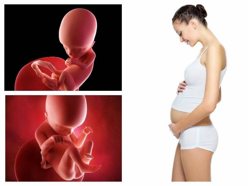 17 неделя беременности: что происходит с ребенком, размер плода и живота, шевеления и ощущения мамы, фото узи / mama66.ru