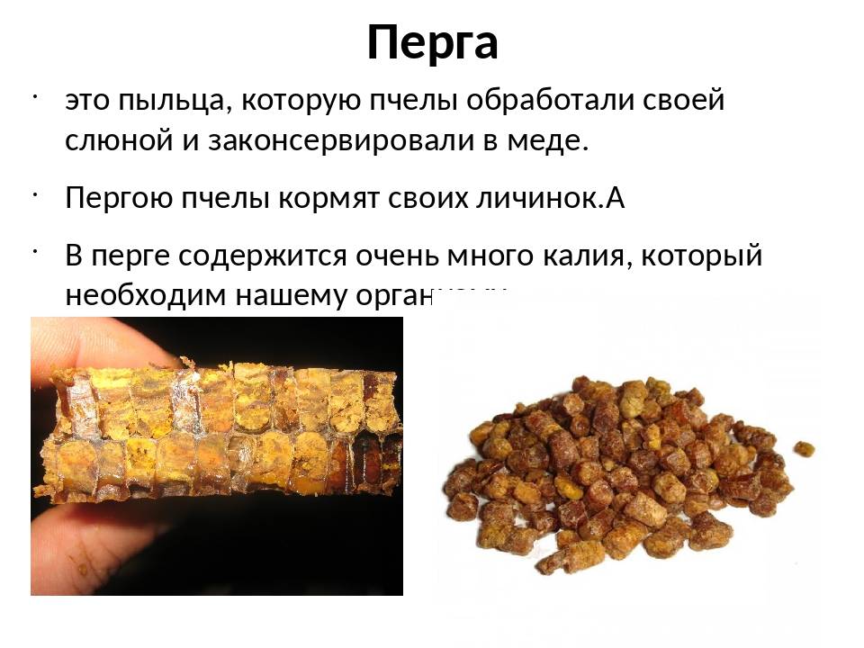 Перга пчелиная: полезные свойства и противопоказания