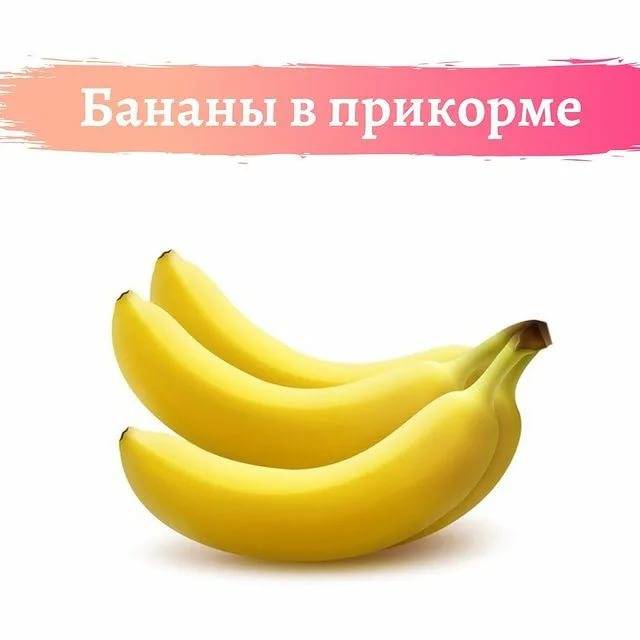 Со скольки месяцев можно давать ребенку свежий банан и банановое пюре в прикорм? вызывает ли банан аллергию у детей? как выбрать банан для грудного ребенка? как приготовить банановое пюре для грудничка: рецепт