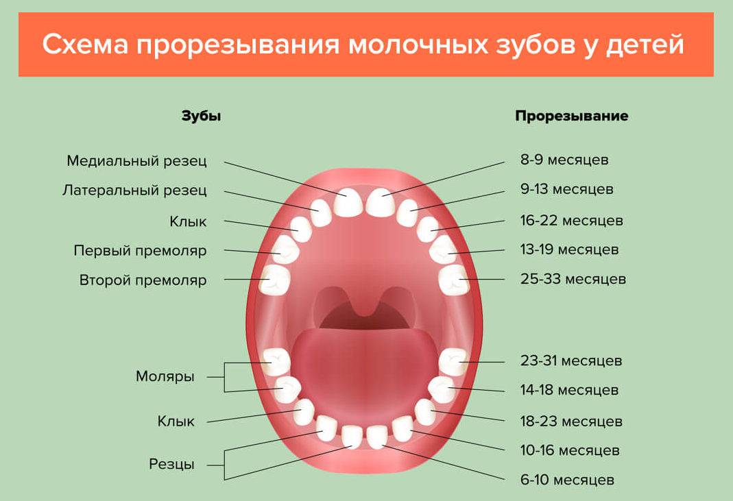 Анатомия детских зубов