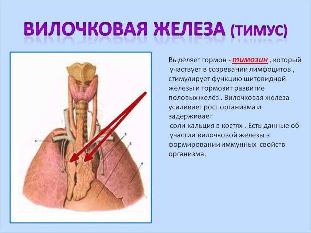 Иммунный орган тимус. Тимус (вилочковая, или зобная, железа животных. Зобная железа функции. Тимус вилочковая железа функции.