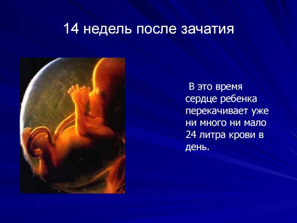 12 недель беременности – что происходит, развитие плода, ощущения, как выглядит живот - agulife.ru