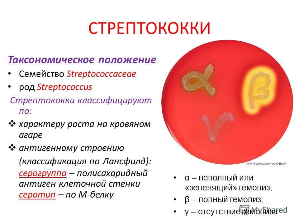 Стрептококк - streptoccus pyogenes | университетская клиника