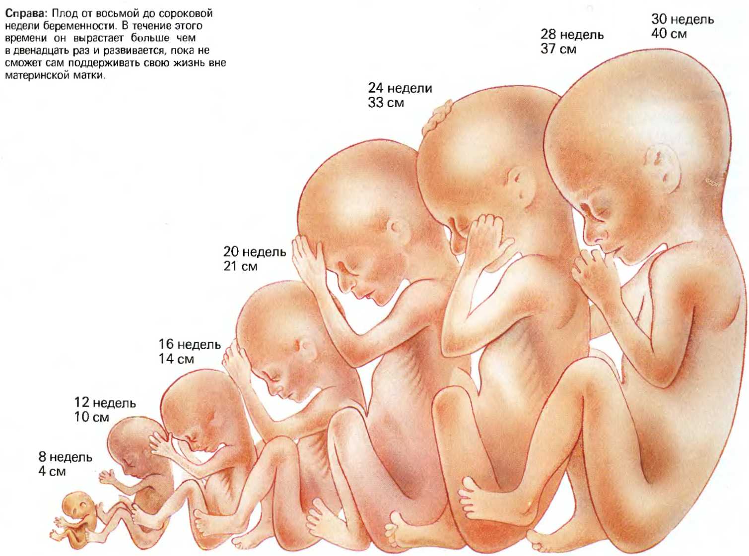 Первые шевеления при беременности: сроки, ощущения, норма. во сколько недель начинает шевелиться ребенок в первый раз при первой, второй, третьей беременности женщины?