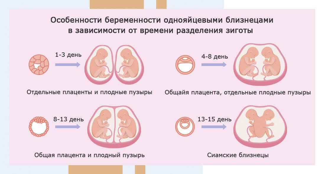 1 триместр беременности двойней: ощущения, признаки, развитие плодов