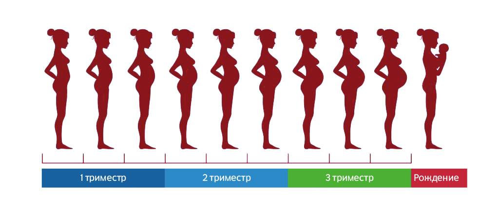 Узи в первом триместре беременности: не пропусти патологии плода