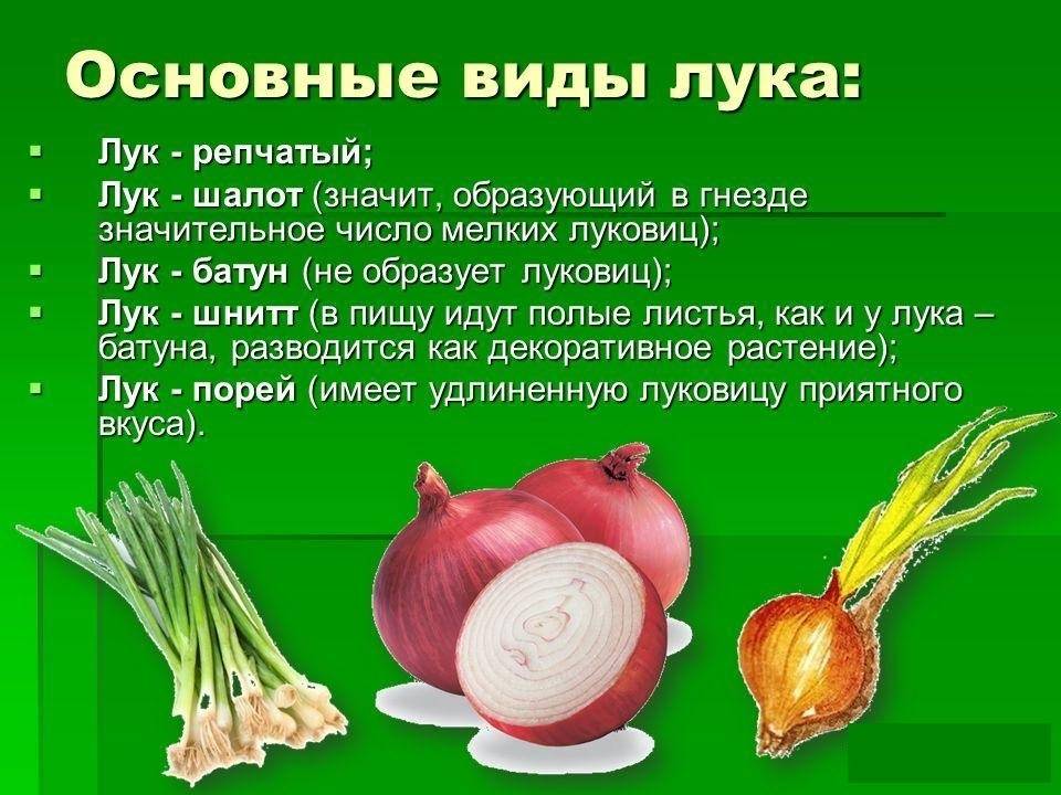 Презентация о луке