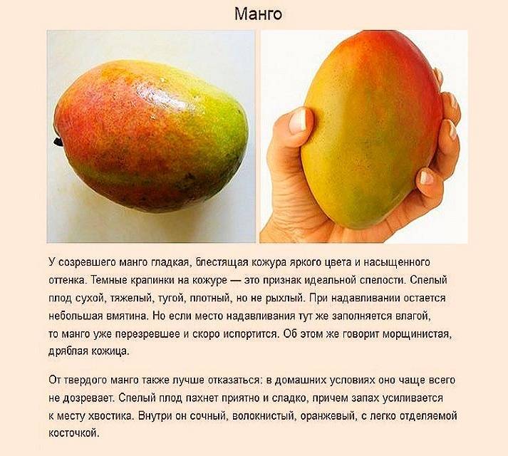 Манго при беременности: чем полезен, как выбрать самый спелый фрукт, и почему его нельзя есть каждый день во время ранней и поздней беременности