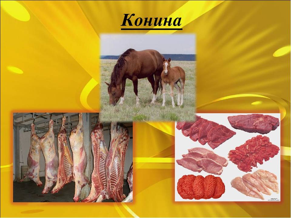 Польза конины: польза, вред, ценность, варианты приготовления и употребления мяса (115 фото)