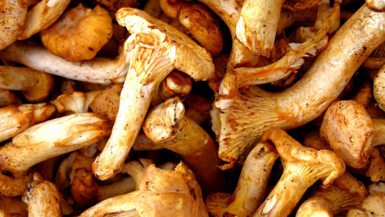 Почему нельзя кушать жареные грибы при беременности и стоит ли употреблять на ранних сроках маринованные вешенки или шампиньоны
