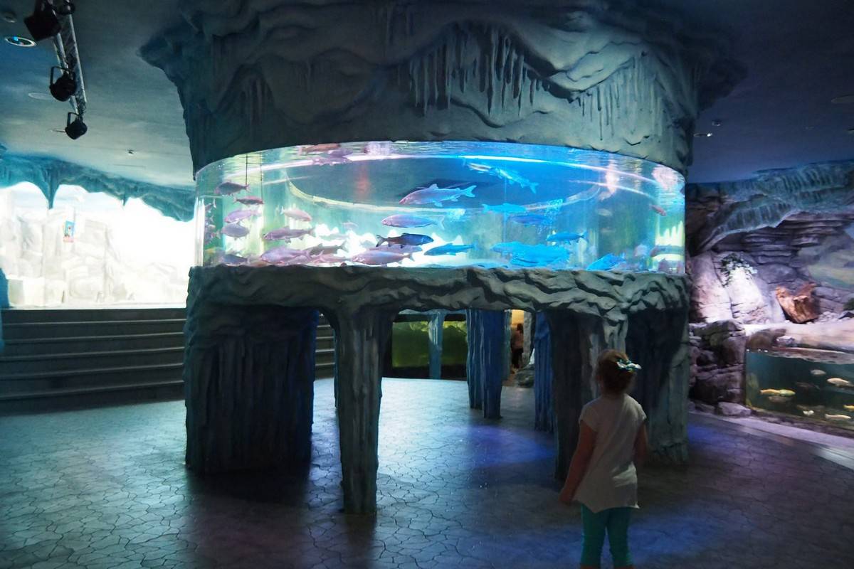 Куда пойти с детьми в краснодаре: океанариумы и зоопарки, центры детского творчества и музеи