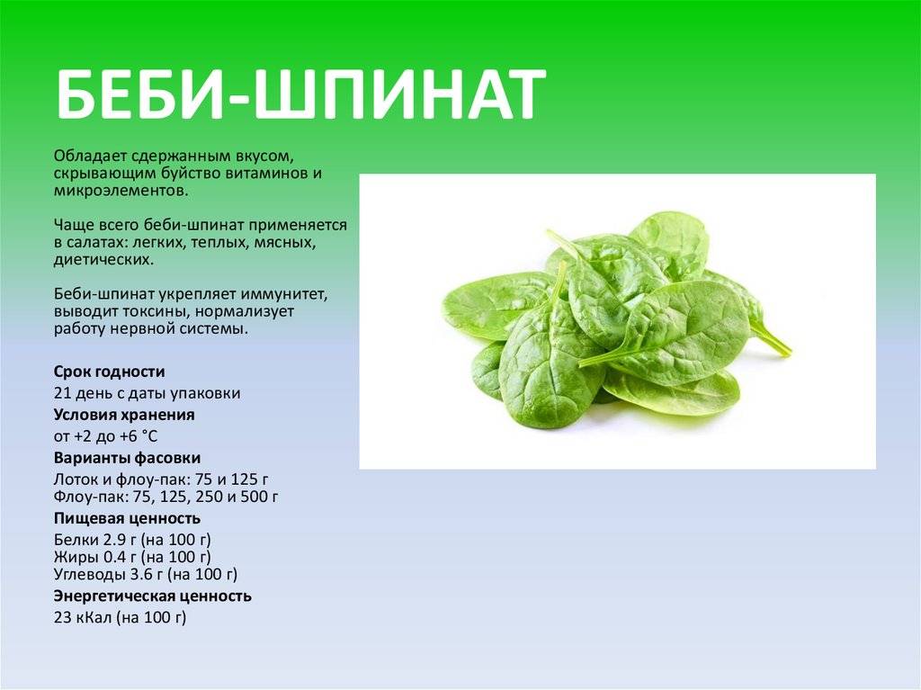 Шпинат – польза и вред, рецепты и калорийность - новости на kp.ua