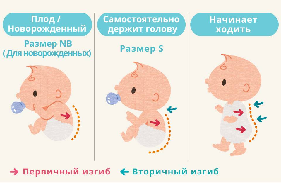 Во сколько месяцев ребенок начинает держать голову самостоятельно: норма для девочки, мальчика (комаровский)