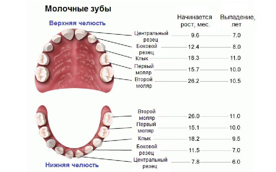 Особенности и сроки полной замены молочных зубов постоянными | полезные статьи о детской стоматологии