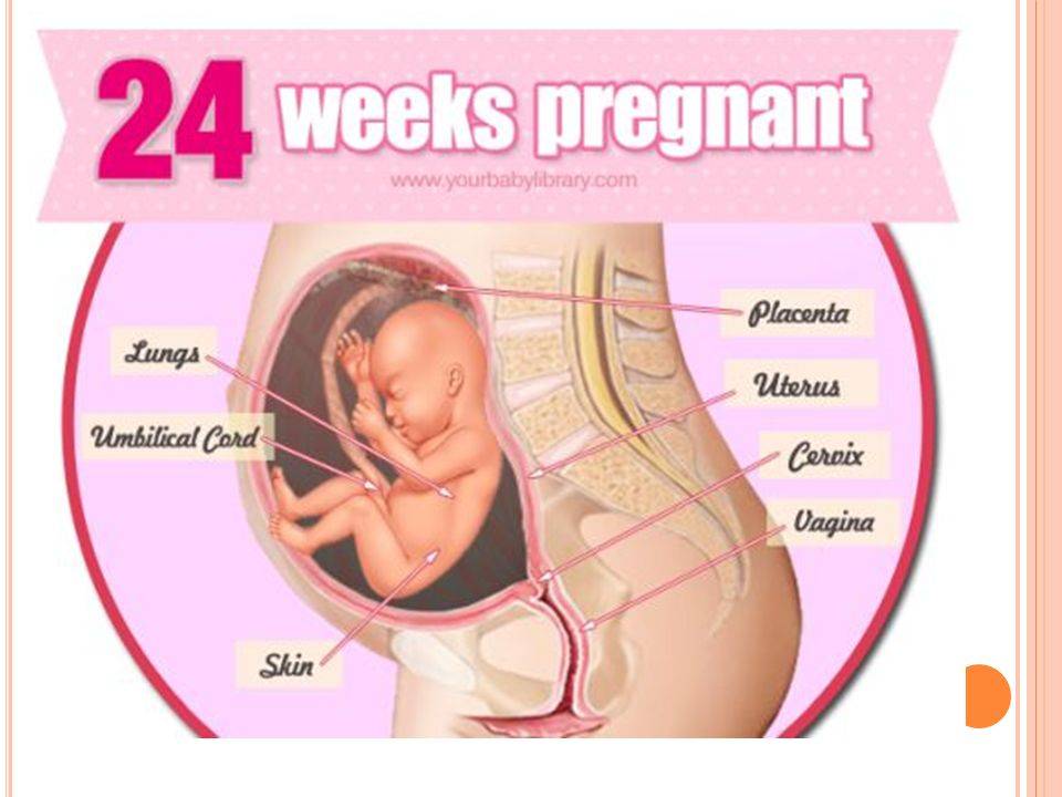 23 неделя беременности. календарь беременности   | материнство - беременность, роды, питание, воспитание