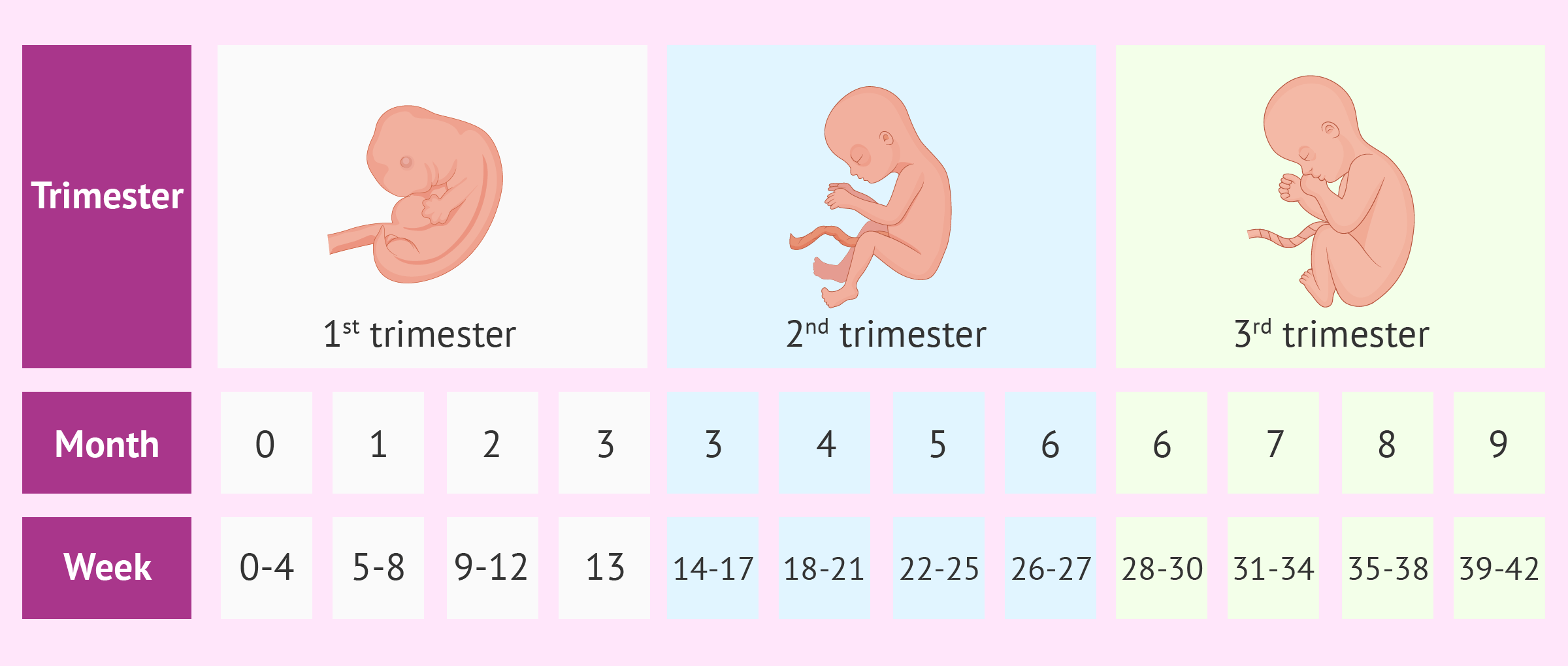 Триместры беременности по неделям