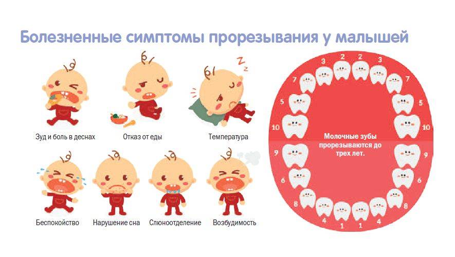 Как лезут зубы у детей: последовательность