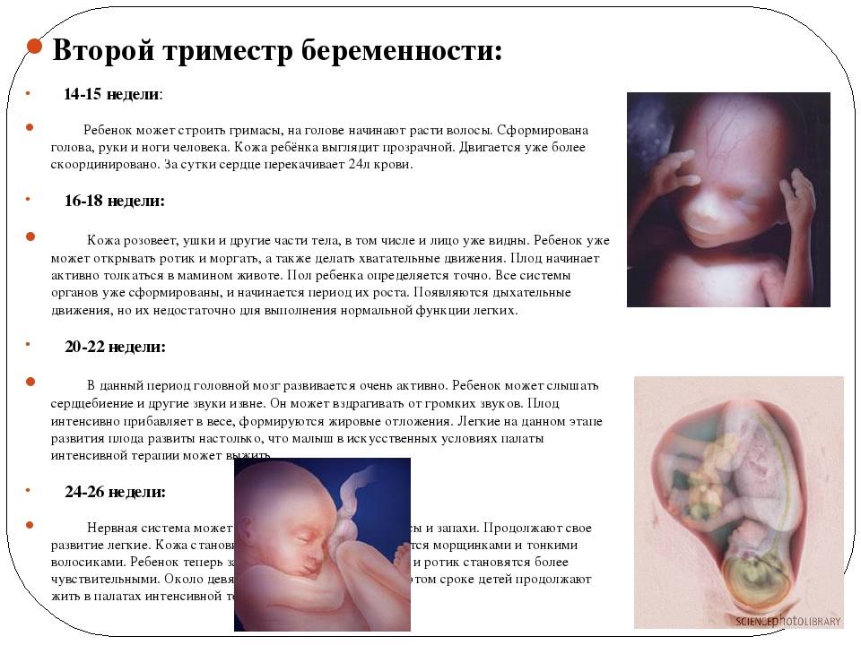 Во сколько недель начинает шевелиться ребенок: на каком сроке, шевеление плода при беременности, когда | rucheyok.ru