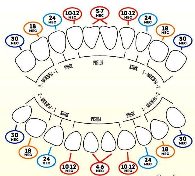 Детские зубы схема прорезывания