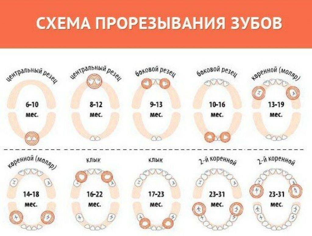 Как растут молочные зубы у детей схема