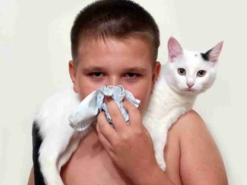Аллергия на кошек у ребенка - признаки, причины, народные методы лечения