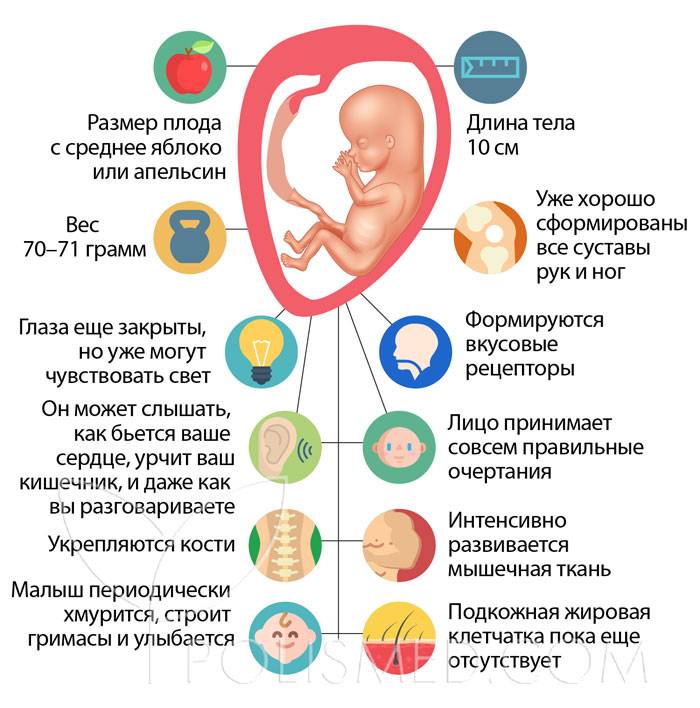 15 неделя беременности: ощущения, признаки, развитие плода