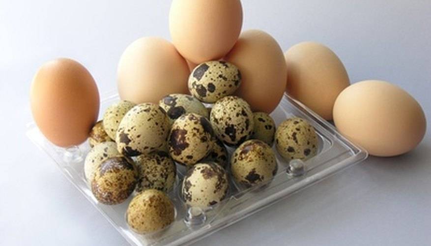 Перепелиные яйца детям: что в составе, сколько яиц можно ребенку.