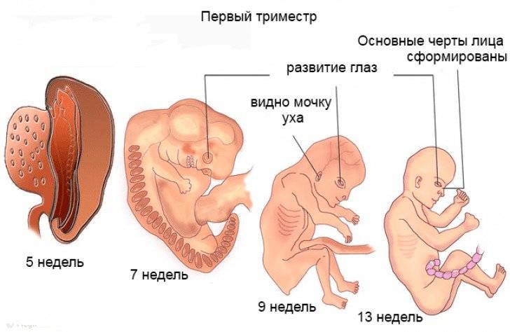 Первый триместр беременности: зарождение чуда!