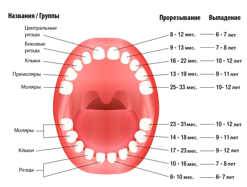Сколько зубов у ребенка в год