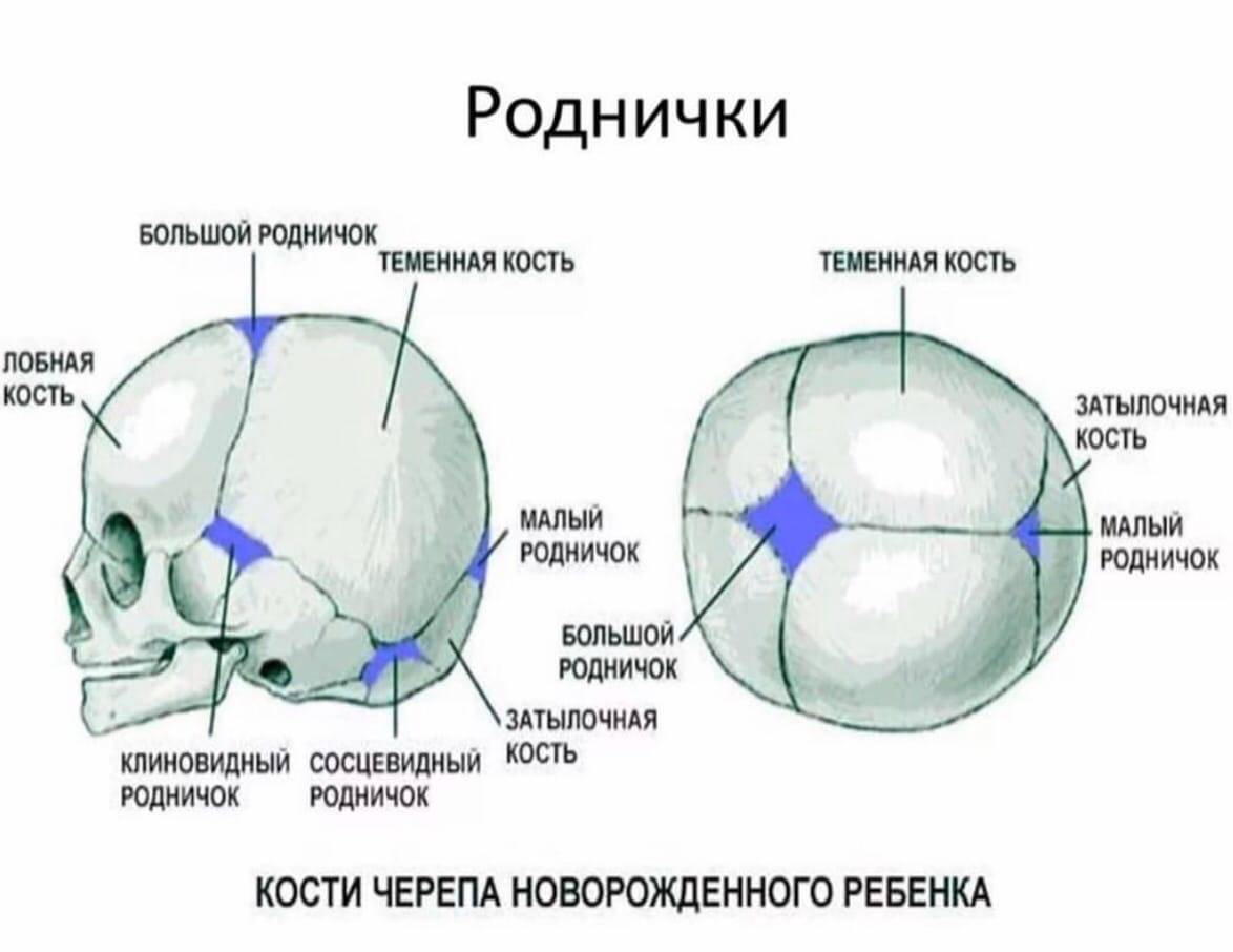 Темя На Голове Где Находится Фото