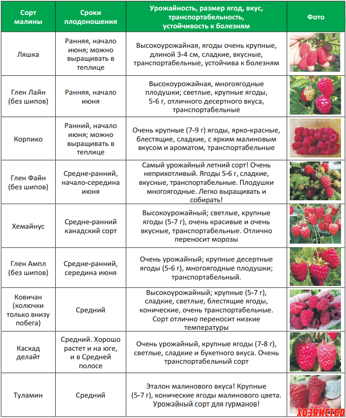 С какого возраста можно клубнику детям