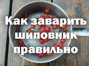 Как заварить сушеный шиповник, чтобы сохранить витамины? :: syl.ru