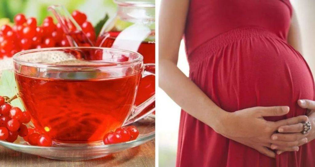 Калина при беременности: можно ли есть ягоду во время 1, 2 и 3 триместра, а также польза и вред, способы употребления и противопоказания
